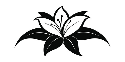 vector lily flower isolated on white