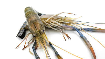 Fresh river prawns isolated on white background. Big freshwater prawns. River prawns for cooking.