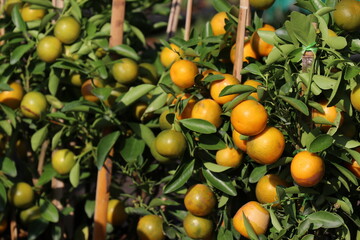A fertile orange garden. The orange trees bear a lot of fruit.
