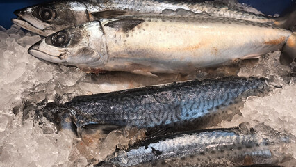 Fish on ice in the fresh market