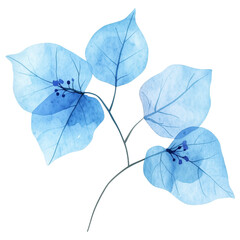 simple watercolor illustration of A blue Bougainvillea.