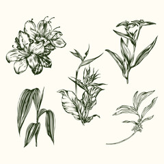 Tropical plants vector collection, Hand drawn exotic flower _ 01