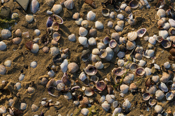 Shells of deceased bivalves. The coastline of the Black Sea is abundantly covered with shells.