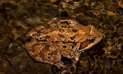 The common frog or grass frog (Rana temporaria). A reptile in a stream in the Balkan forest.