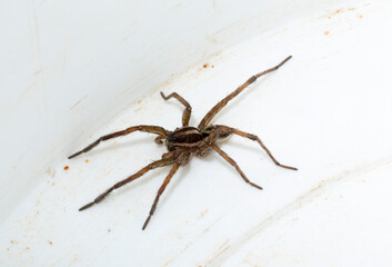 Hogna radiata is a species of wolf spider. A male insect with seven legs.