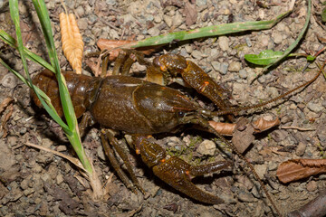 Astacus astacus, the European, noble, or broad-fingered crayfish. A female arthropod.