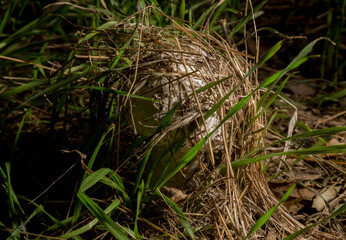 Macrolepiota procera, the parasol mushroom, is a basidiomycete fungus with a large, prominent fruiting body resembling a parasol.