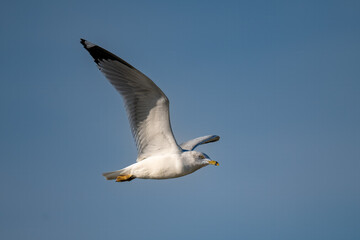 ring-billed gull in mid-flight against a clear blue sky