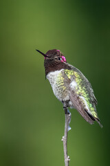 Obraz premium Anna's hummingbird perched on a treetop