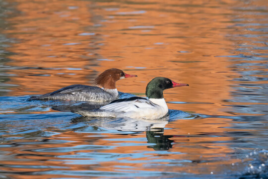 common merganser male and female