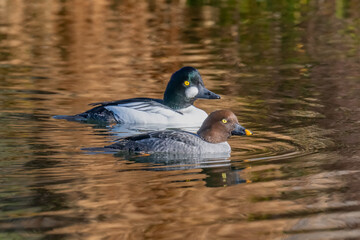 Pair of golden eye ducks, male and female