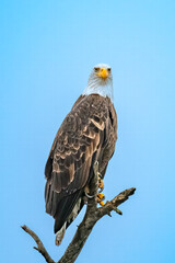 Obraz premium Bald eagle sitting on tree branch