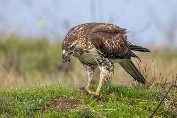 This image depicts a red-tailed hawk in the wild, perched on a grassy field while feeding on its prey, a small rodent. 