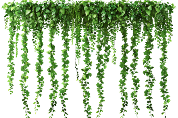 Green hanging ivy or hedera helix. Ivy curtain, green creeper vines. high resolution PNG file