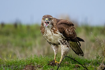 This image depicts a red-tailed hawk in the wild, perched on a grassy field while swallowing its prey, a small rodent. The rodent's tail is ticking out from the bird's mouse