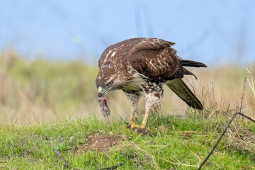 This image depicts a red-tailed hawk in the wild, perched on a grassy field while feeding on its prey, a small rodent.