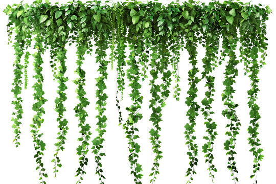 Green hanging ivy or hedera helix. Ivy curtain, green creeper vines. high resolution PNG file