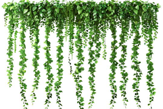Green hanging ivy or hedera helix. Ivy curtain, green creeper vines. high resolution PNG file
