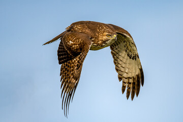 Red-tailed hawk flying with sky on background
