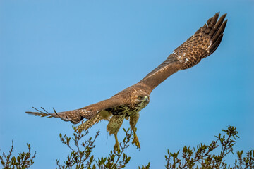 Red-tailed hawk flying with sky on background