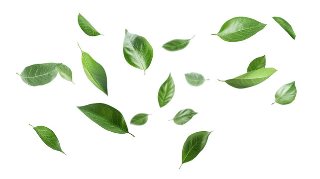 Fototapeta Green leaves flying in the wind isolated on a transparent background. high resolution PNG file