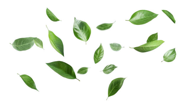 Green leaves flying in the wind isolated on a transparent background. high resolution PNG file