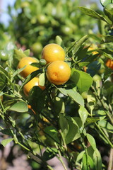 Oranges on the tree in the garden