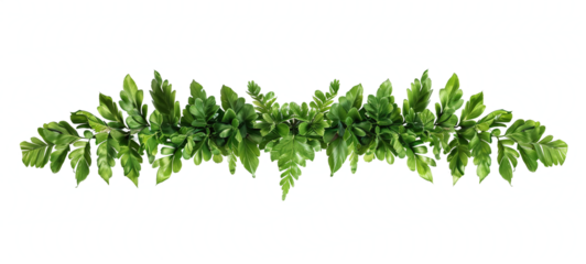 Green leaves of cascading fishtail fern isolated on transparent background tropical foliage plant shrub. high resolution PNG file