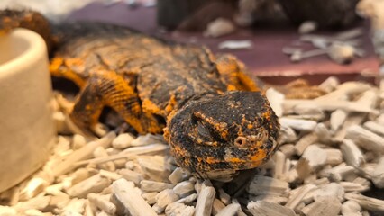 The lizards are kept in a glass tank.