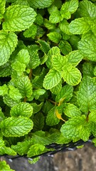 Green leaves for background