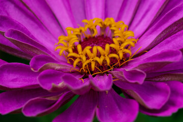 close up of a flower