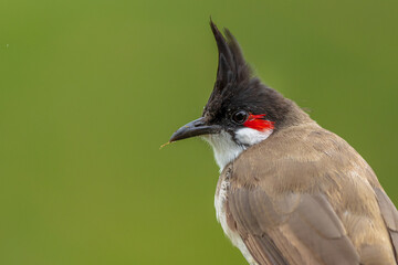 Portrait of Red Whiskered Bulbul