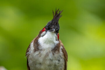 Red Whiskered Bulbul