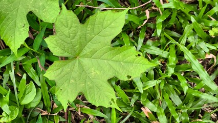 Green leaves for background