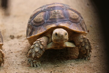 Brown turtle in the zoo