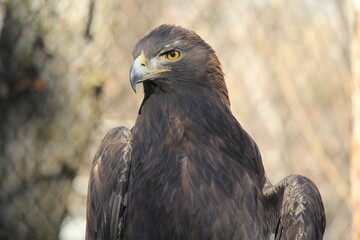 Close-up of a golden eagle displaying its sharp beak and intense eyes, set against a soft, blurred background that highlights its dark plumage and fierce demeanor.
