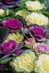 bunch of flowers