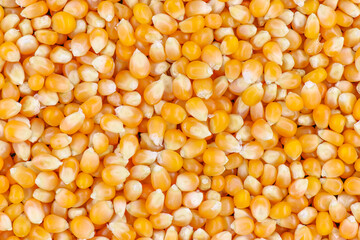 Texture of yellow maize or corns seed grains.Corn is a plant that provides very high carbohydrates.Control blood sugar levels to be stable.