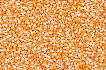 Orange corn seeds for background