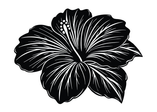 Silhouette joba  flower vector isolated white background