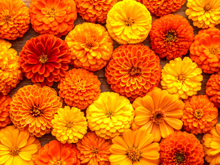 orange background. flower, flowers, nature, orange, yellow, garden, plant, summer, marigold, spring, flora, bouquet, floral, daisy, blossom, beauty, bloom, calendula, beautiful, gerbera, petal, colorf