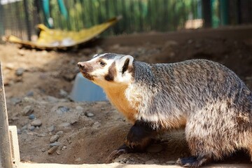 Alert badger in a natural setting, showcasing detailed fur texture and inquisitive eyes, ideal for wildlife enthusiasts.
