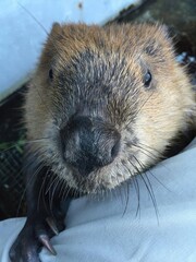 Close-up portrait of a curious beaver, perfect for wildlife photography and educational animal content.  © Steam Cone Story