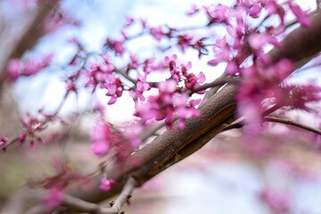 Delicate pink blossoms adorn thin branches, a soft-focus effect making the flowers appear to float against the blurred background.
