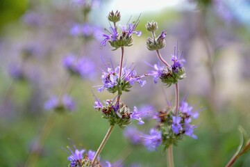 Fototapeta premium Close-up of purple wildflowers with delicate details, perfect for nature and botany enthusiasts. 