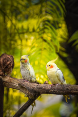Parrots perched on tree branches in a beautiful green garden. Beautiful parrot called a Cockatiel or with the scientific name Nymphicus hollandicus.