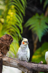 Parrots perched on tree branches in a beautiful green garden. Beautiful parrot called a Cockatiel or with the scientific name Nymphicus hollandicus.