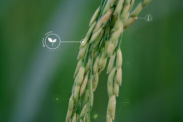 Plant growth requires an environment consisting of soil with the right amount of nutrients or...