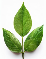 Obraz premium 春の新芽が伸びる若葉のクローズアップ、白い背景が清涼感を引き立てるシンプルなデザイン 