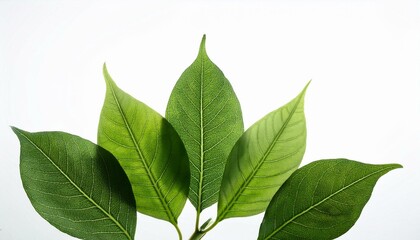 Fototapeta premium 新芽が育つ若葉のクローズアップが白い背景に浮かぶ、穏やかな春の兆し 